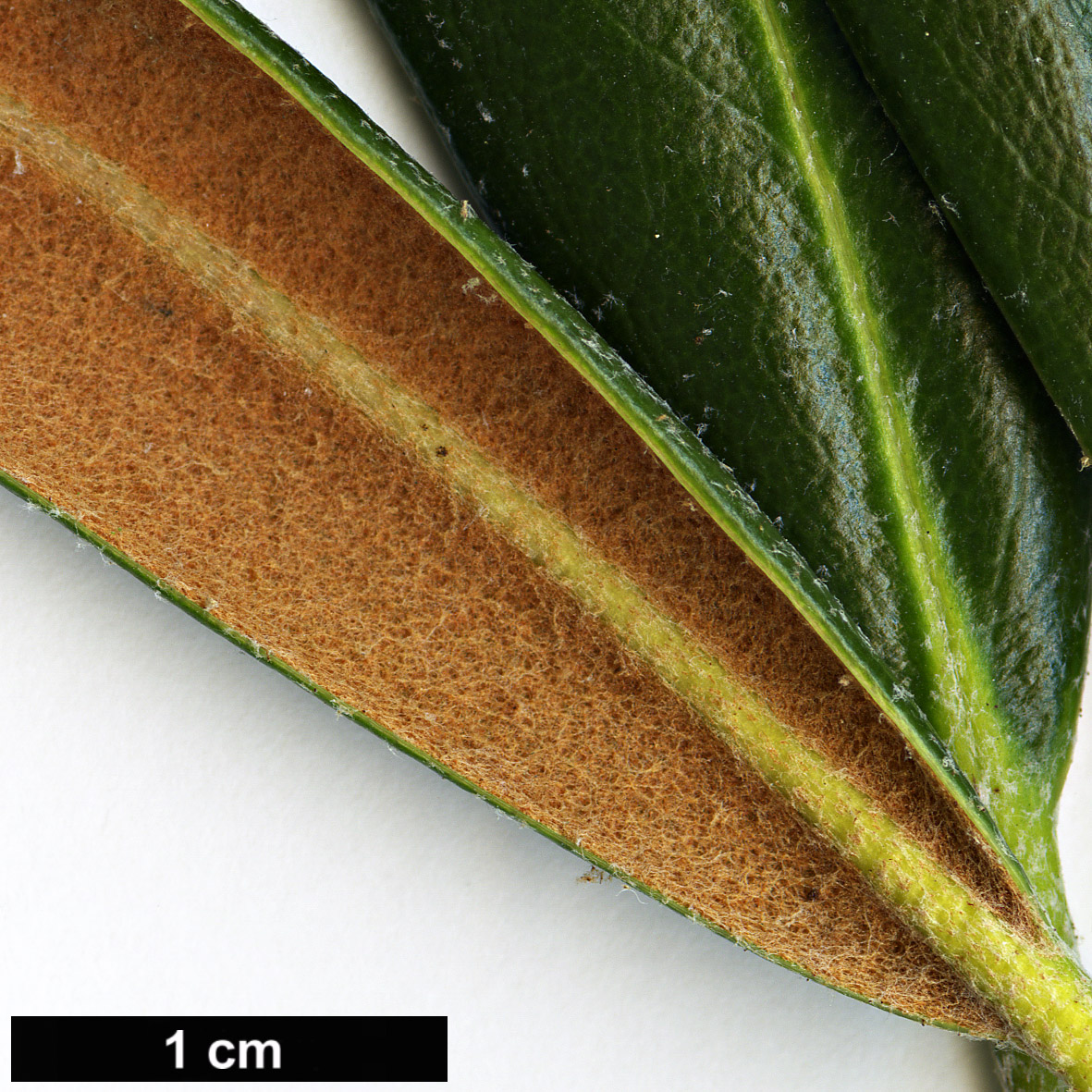 High resolution image: Family: Ericaceae - Genus: Rhododendron - Taxon: degronianum - SpeciesSub: subsp. heptamerum var. micranthum High resolution image: Family: Ericaceae - Genus: Rhododendron - Taxon: degronianum - SpeciesSub: subsp. heptamerum var. micranthum